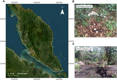 Translocation of tropical peat surface to deeper soil horizons under compaction controls carbon emissions in the absence of groundwater